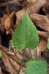 Hairy crabweed <BR>Clammyweed